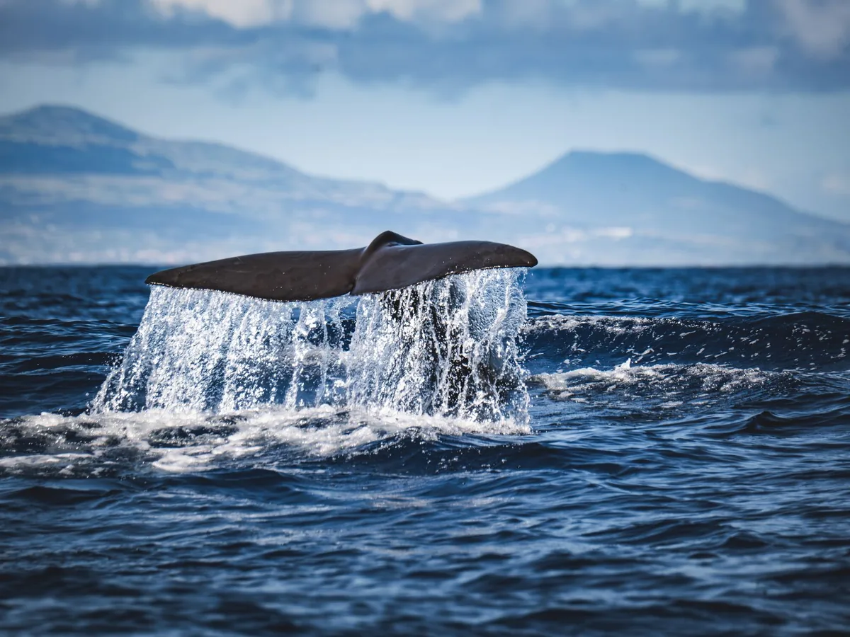 A whale’s tail rises above the ocean.