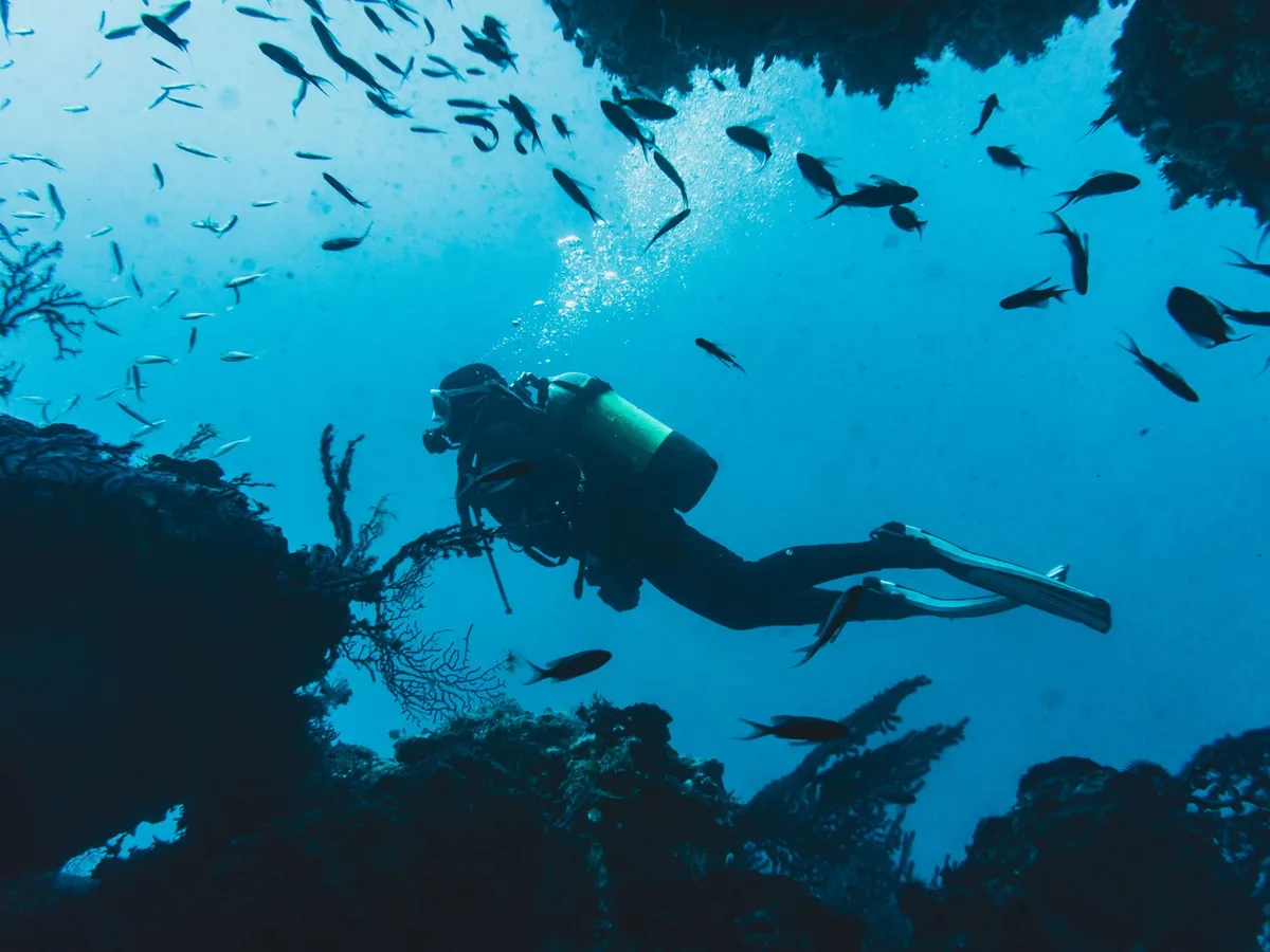 A scuba diver swims among a school of fish.